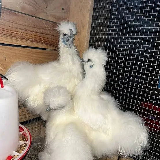 fancy chick / Light Sussex / Golden Buff / Ayam Cemani / Rir / Silkie — photo 6