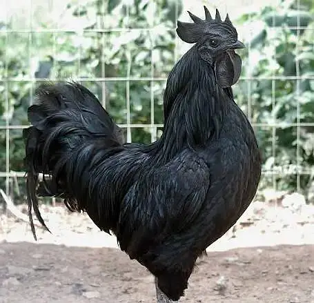 fancy chick / Light Sussex / Golden Buff / Ayam Cemani / Rir / Silkie — photo 8