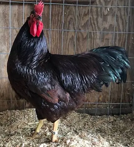 fancy chick / Light Sussex / Golden Buff / Ayam Cemani / Rir / Silkie — photo 9