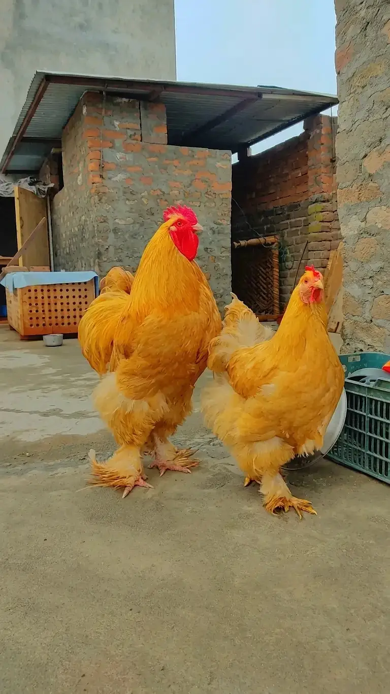 fancy chick / Light Sussex / Golden Buff / Ayam Cemani / Rir / Silkie — photo 10