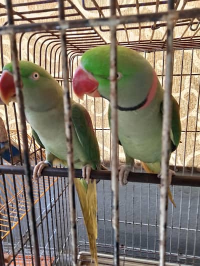 Raw parrot piar full talking