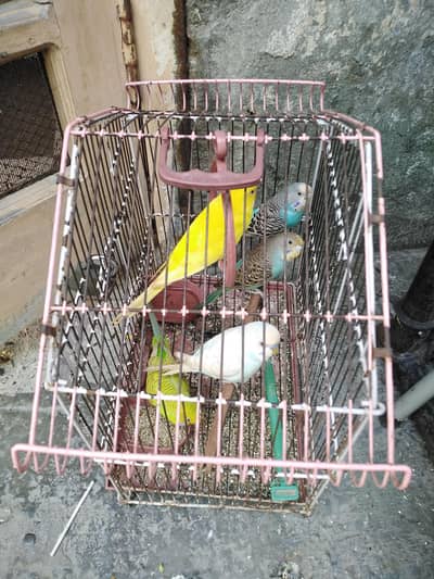 5 Australian parrots