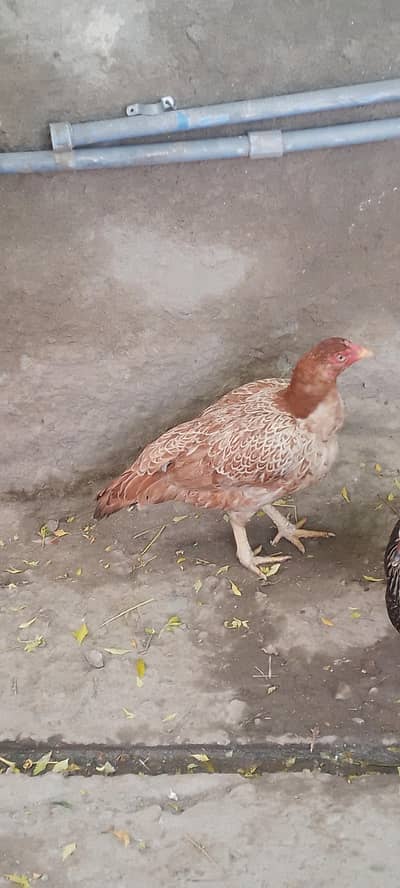Pure Aseel Hen / Patrick For Sale |High quality Lakha Aseel