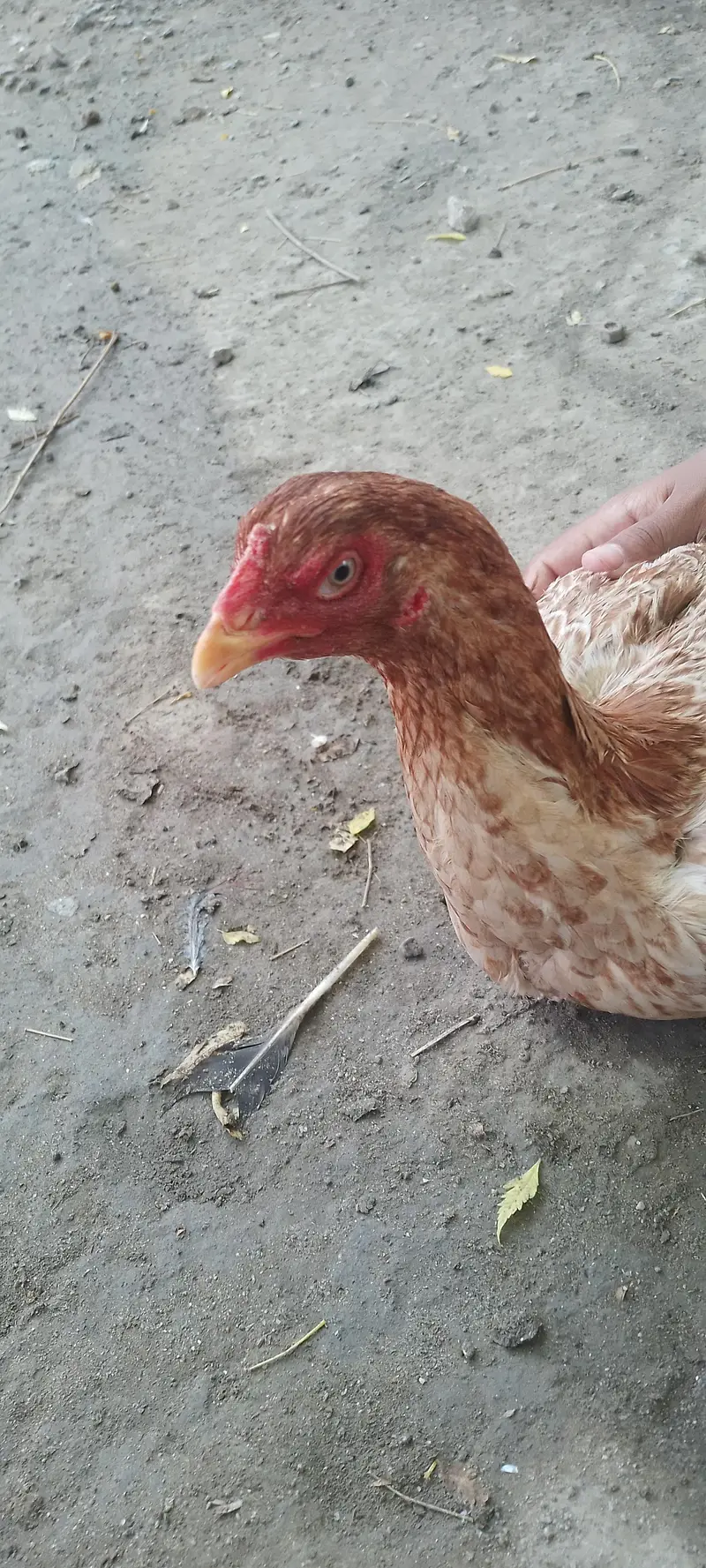 Pure Aseel Hen / Patrick For Sale High quality Lakha Aseel 03105150604 — photo 2