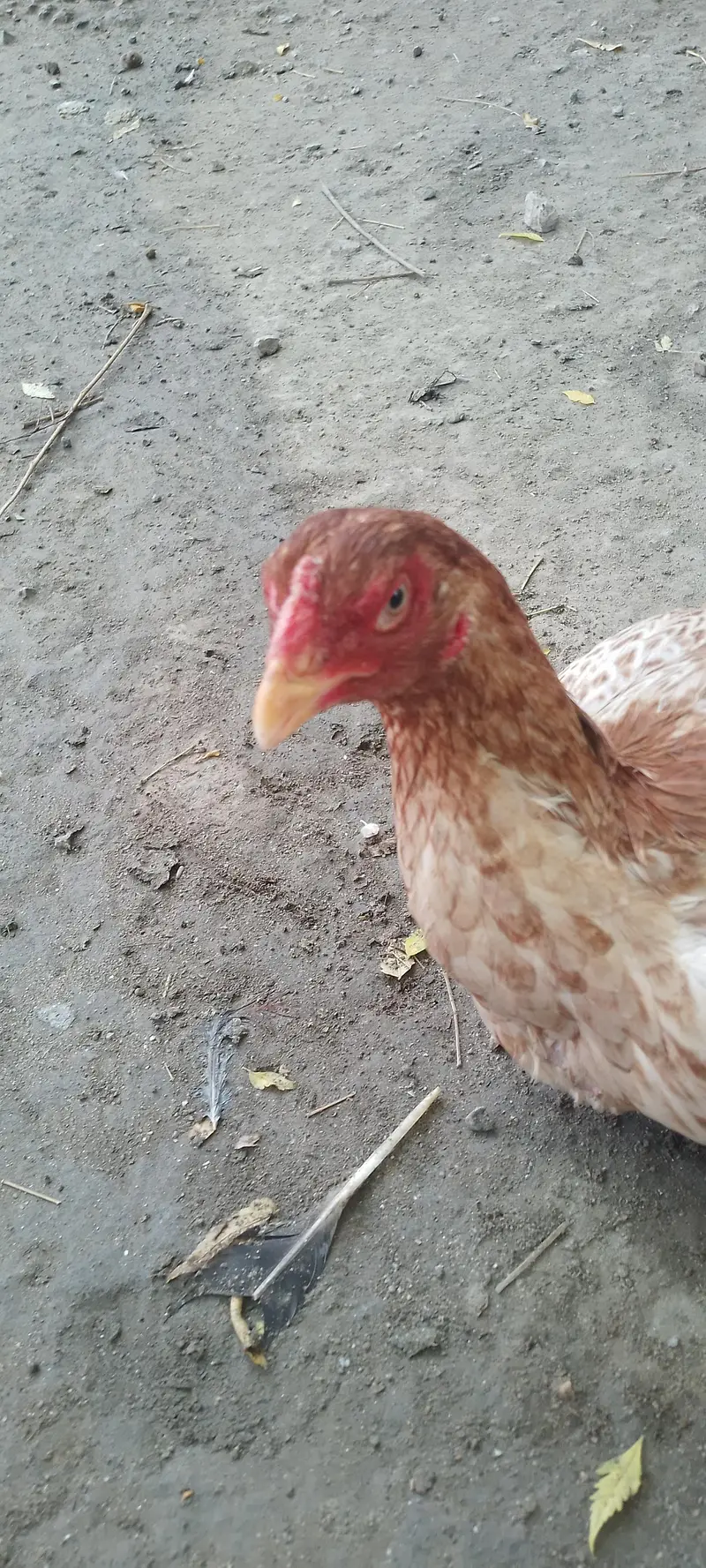 Pure Aseel Hen / Patrick For Sale High quality Lakha Aseel 03105150604 — photo 3