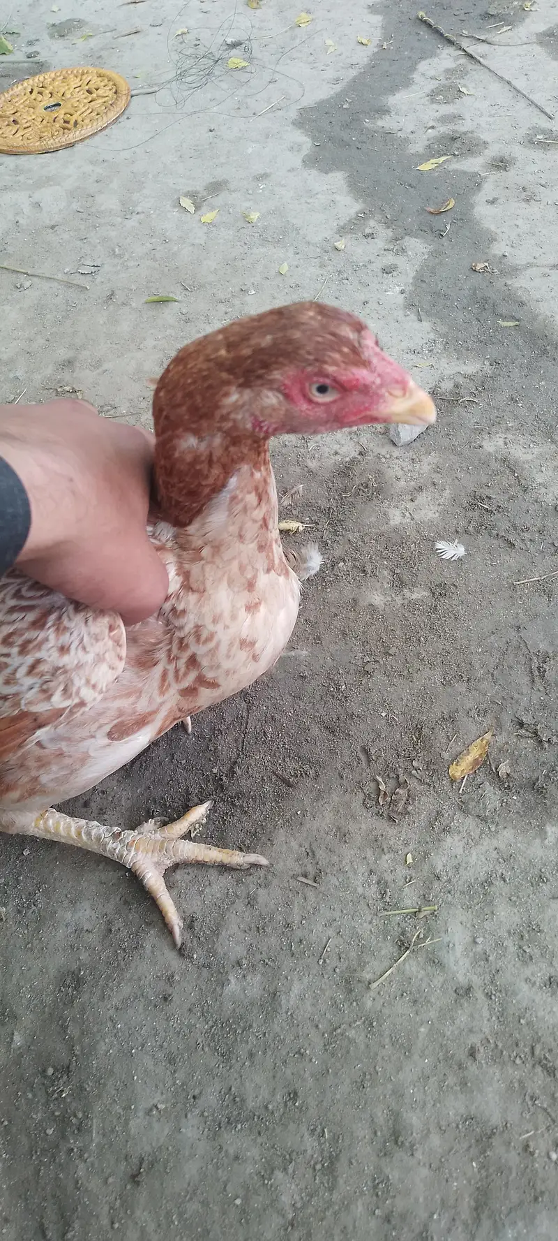 Pure Aseel Hen / Patrick For Sale High quality Lakha Aseel 03105150604 — photo 4