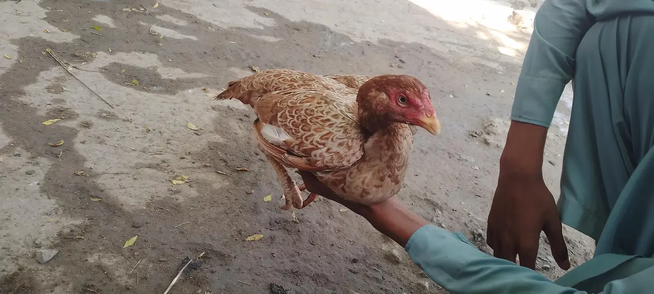 Pure Aseel Hen / Patrick For Sale High quality Lakha Aseel 03105150604 — photo 5