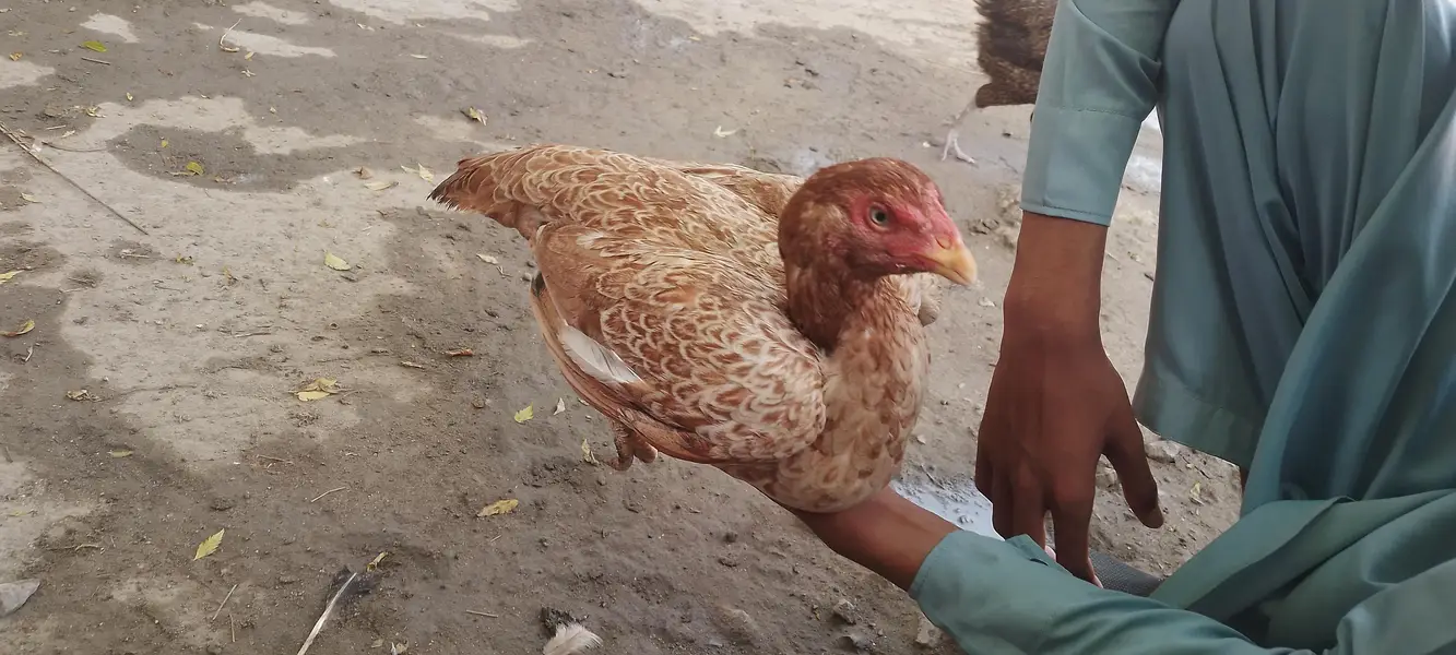 Pure Aseel Hen / Patrick For Sale High quality Lakha Aseel 03105150604 — photo 6