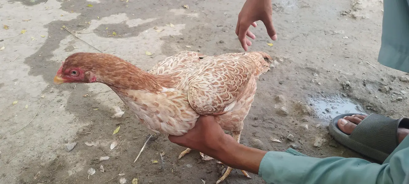 Pure Aseel Hen / Patrick For Sale High quality Lakha Aseel 03105150604 — photo 7