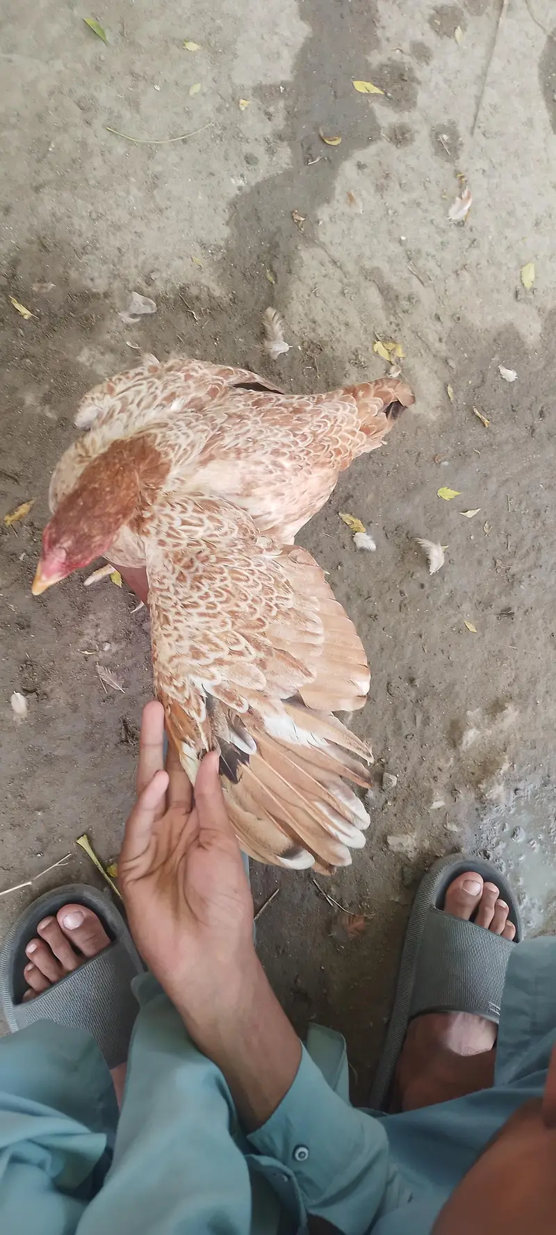 Pure Aseel Hen / Patrick For Sale High quality Lakha Aseel 03105150604 — photo 8