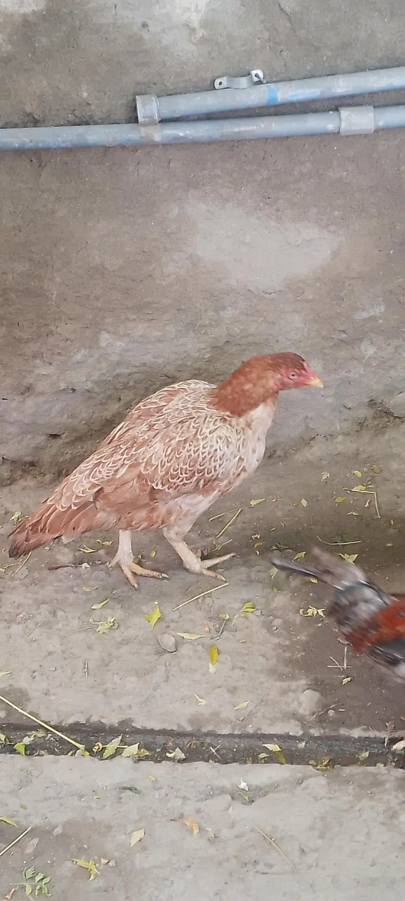 Pure Aseel Hen / Patrick For Sale High quality Lakha Aseel 03105150604 — photo 9