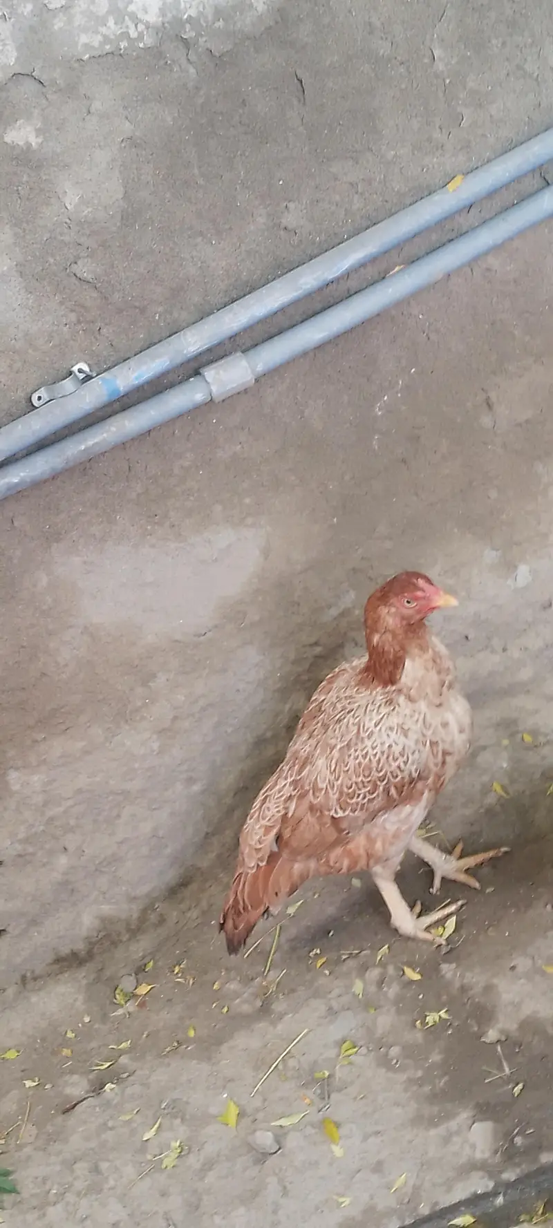 Pure Aseel Hen / Patrick For Sale High quality Lakha Aseel 03105150604 — photo 10
