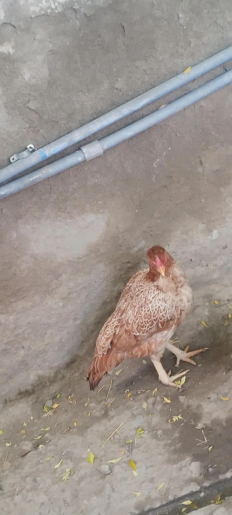 Pure Aseel Hen / Patrick For Sale High quality Lakha Aseel 03105150604 — photo 11