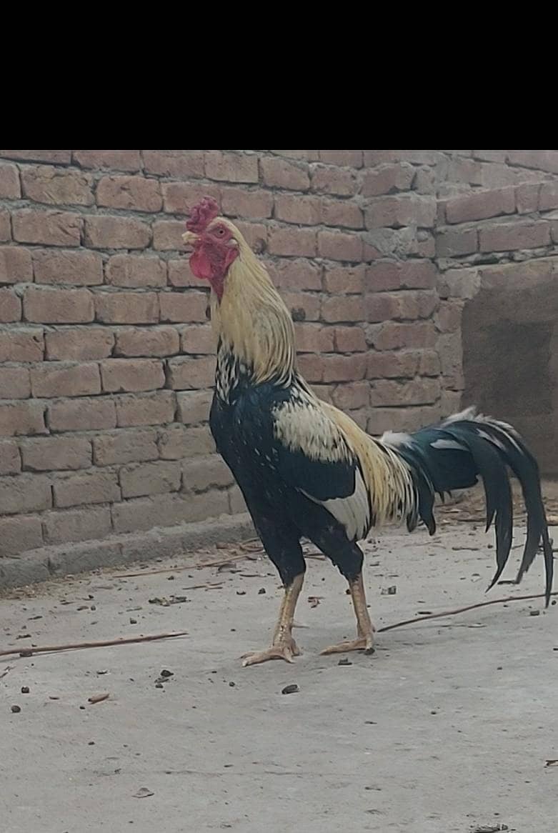 Home breed 0