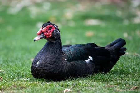 Ducks / Muscovy Ducks / Black Muscovy Ducks / Ducks For Sale