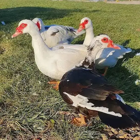 Ducks / Muscovy Ducks / Black Muscovy Ducks / Ducks For Sale — photo 2