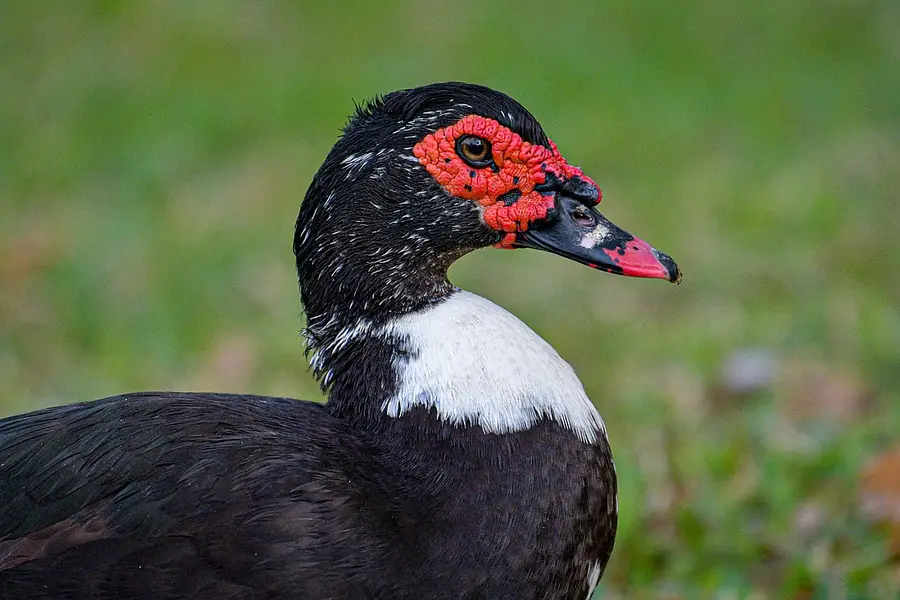 Ducks / Muscovy Ducks / Black Muscovy Ducks / Ducks For Sale — photo 3