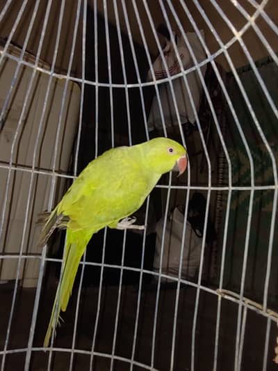 Female with cage