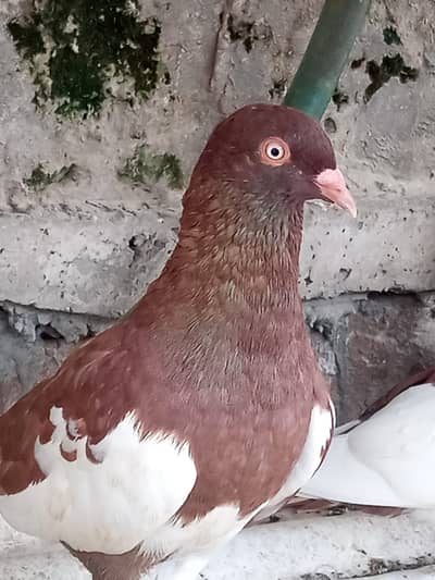 Israeli 03237980442