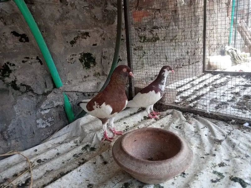 Israeli 03237980442 — photo 2