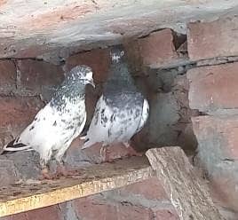 Kaboter Chaudhry sb waly Tedi Pair