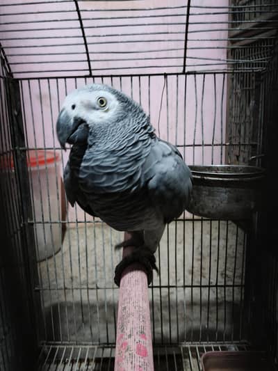 grey parrot read add/03152248124