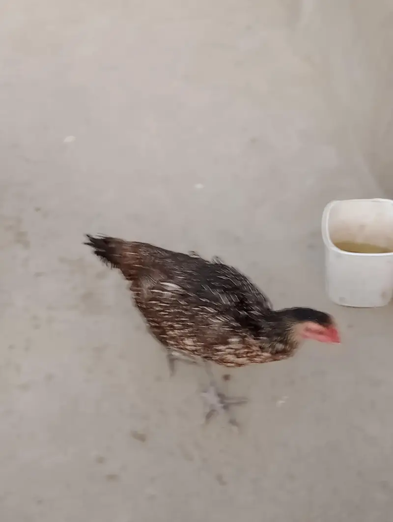 2female 1 male 4pathy available for sell — photo 3