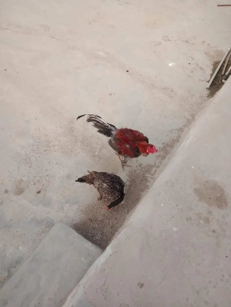 2female 1 male 4pathy available for sell — photo 4