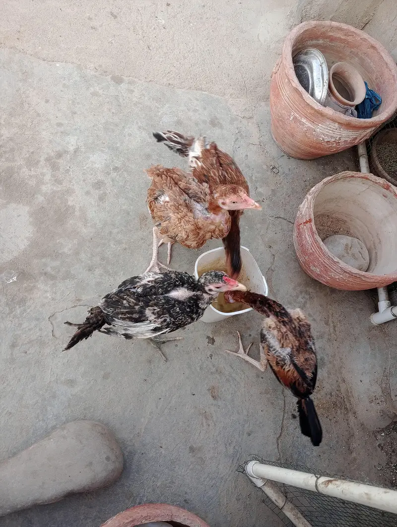 2female 1 male 4pathy available for sell — photo 7