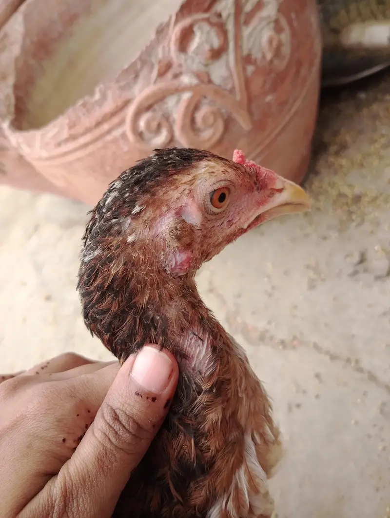 2female 1 male 4pathy available for sell — photo 9
