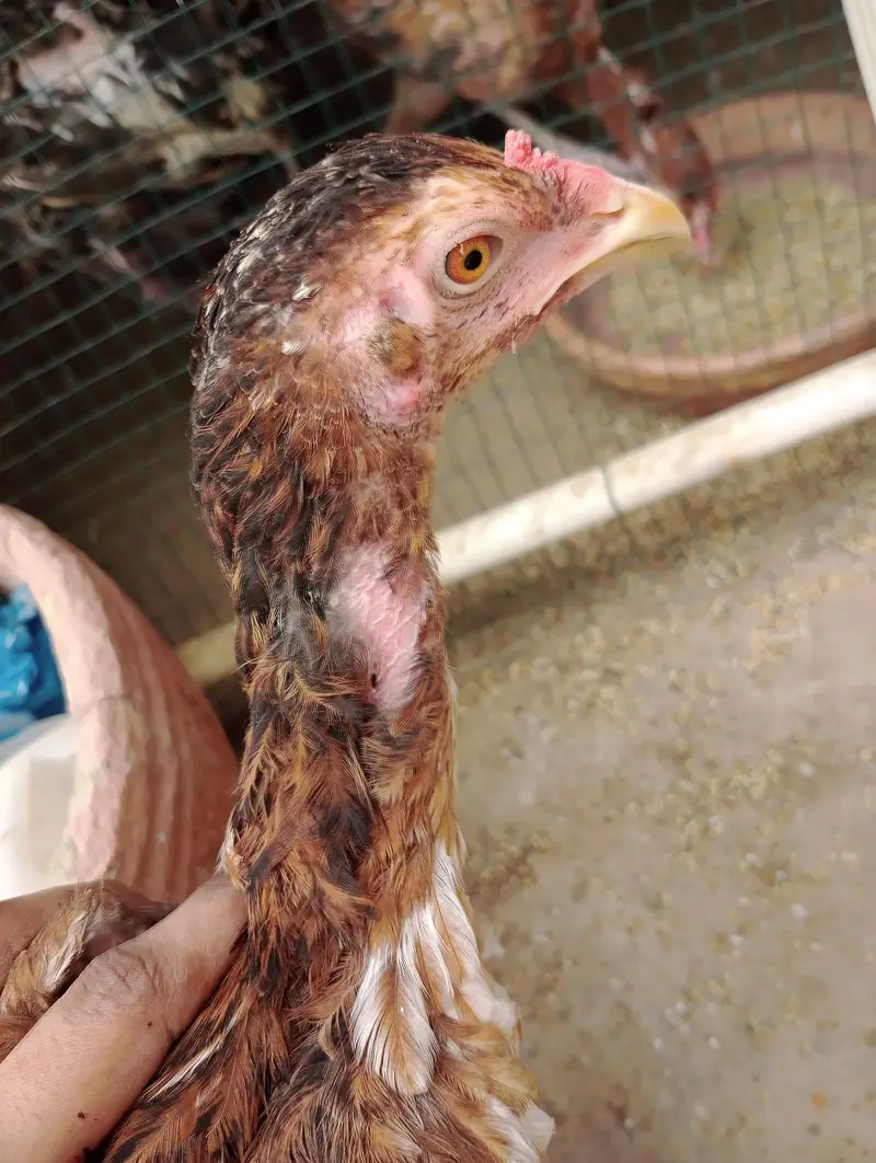 2female 1 male 4pathy available for sell — photo 10