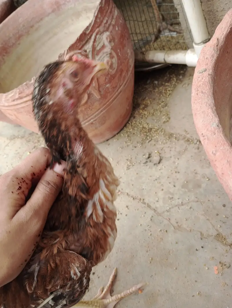2female 1 male 4pathy available for sell — photo 11