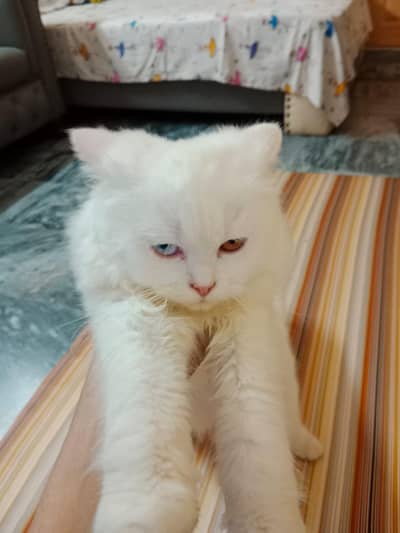 Persian Cat 2 Colour Eye