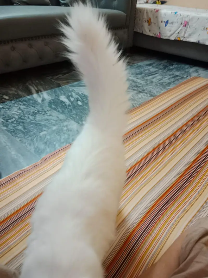 Persian Cat 2 Colour Eye — photo 2