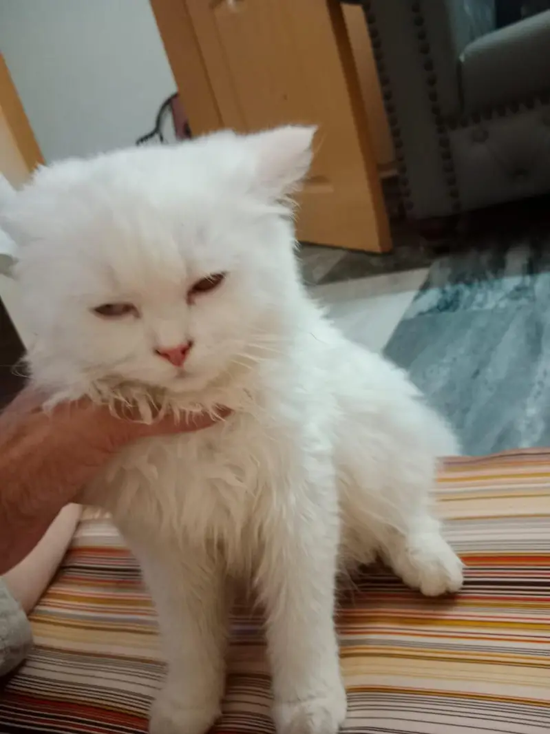 Persian Cat 2 Colour Eye — photo 3