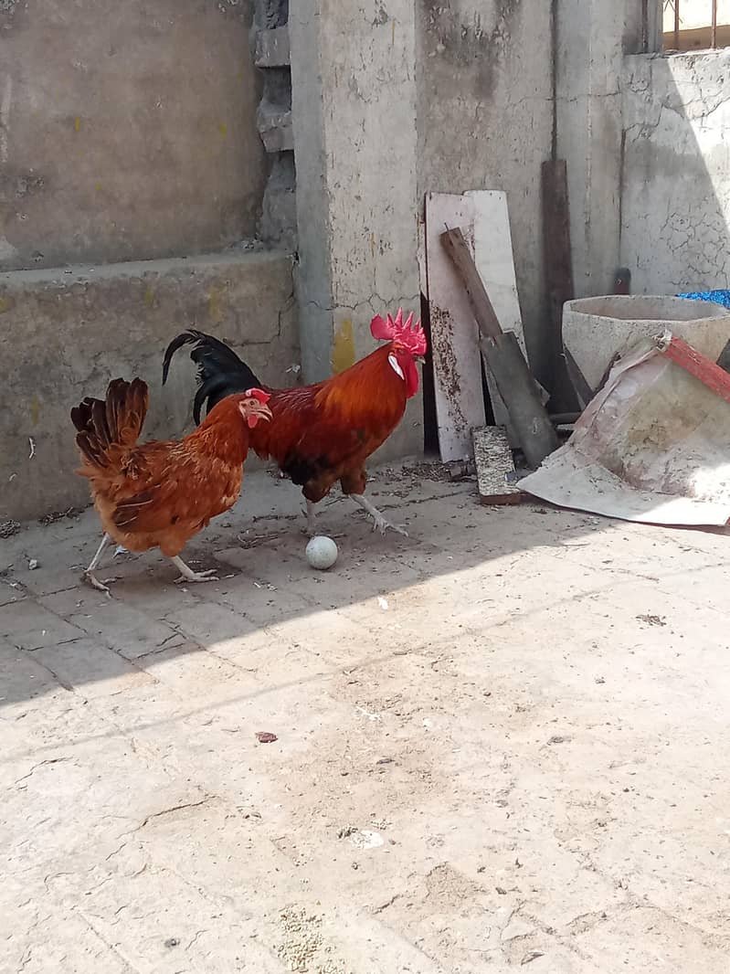 Daisi pair breeder 0