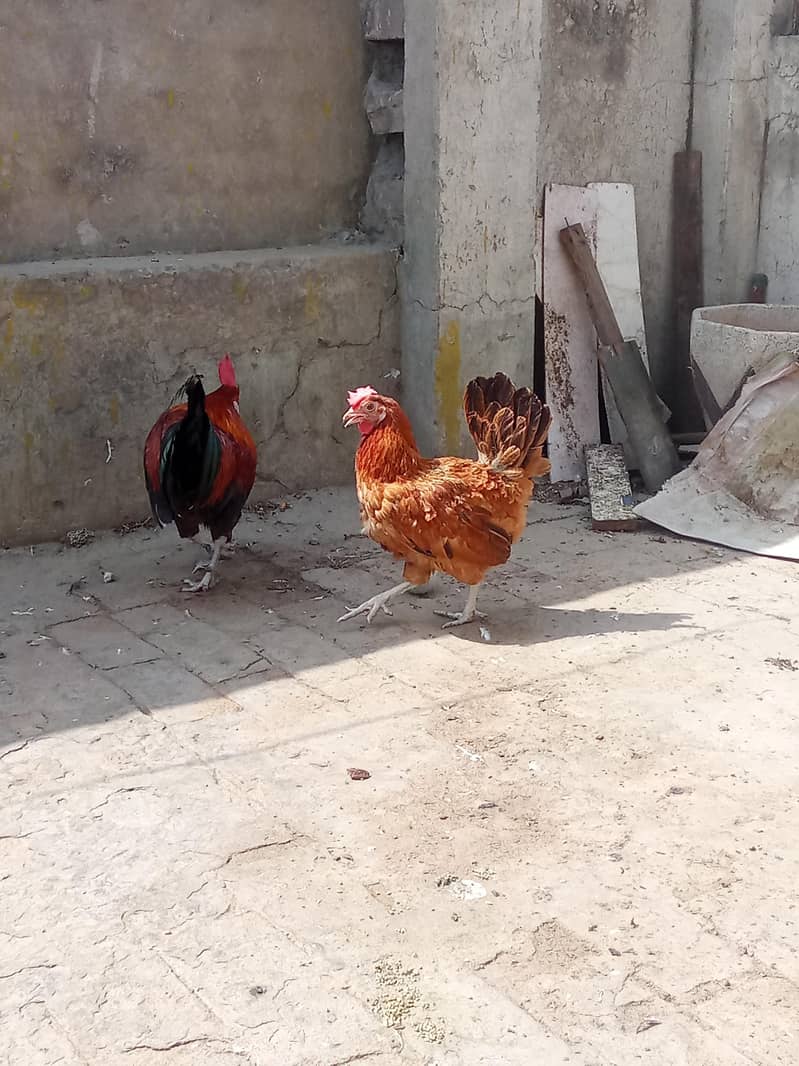 Daisi pair breeder 2