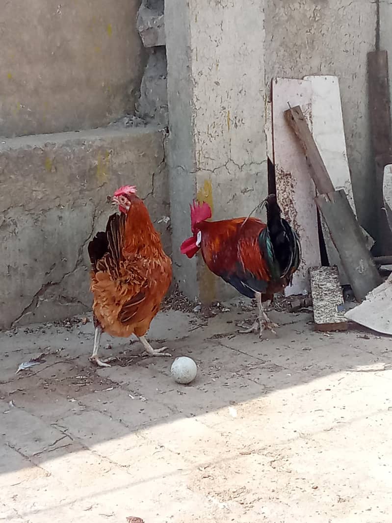 Daisi pair breeder 3
