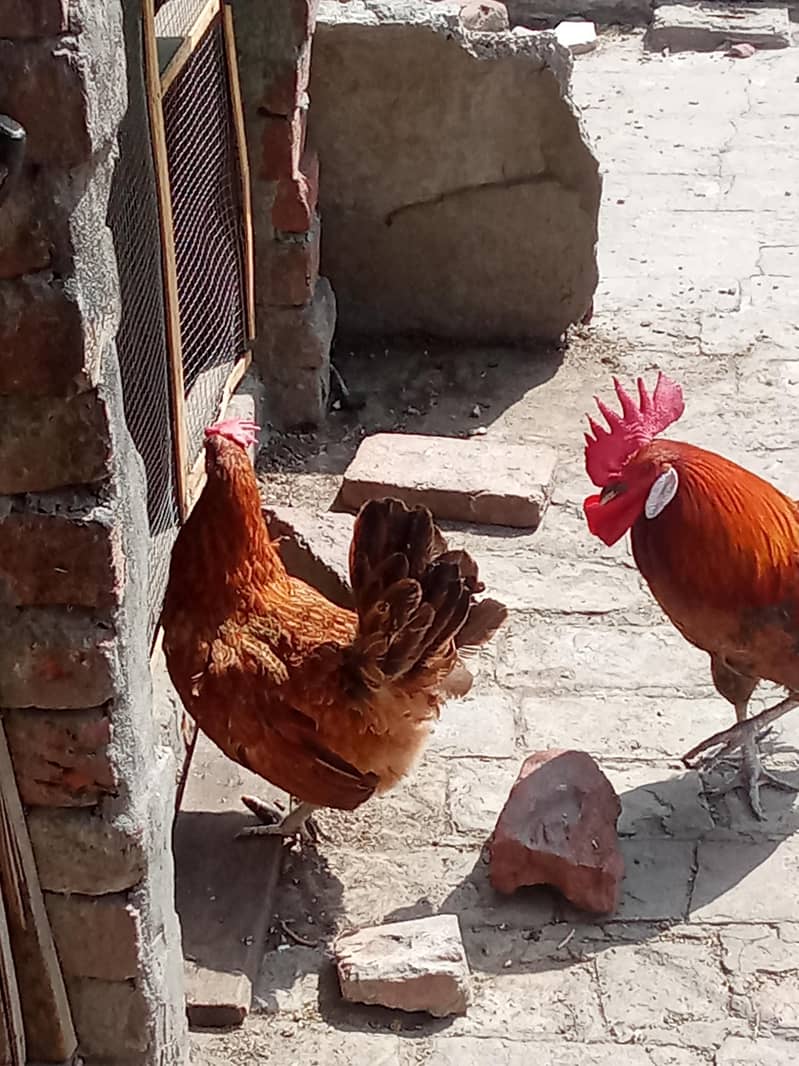 Daisi pair breeder 4