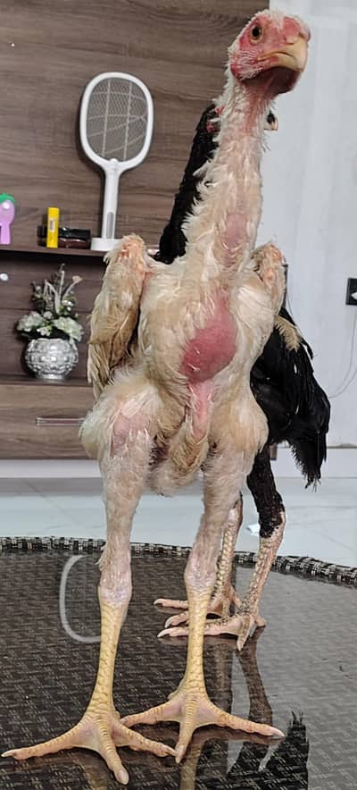 Shamo pure high quality chicks available
