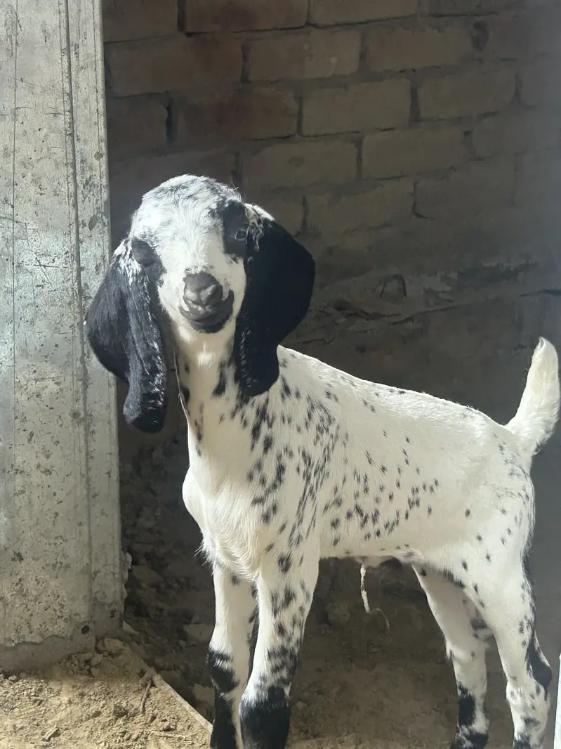 Bakri or male bacha for sale 03269189860