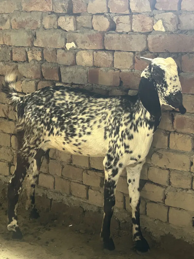 Bakri or male bacha for sale 03269189860 — photo 3