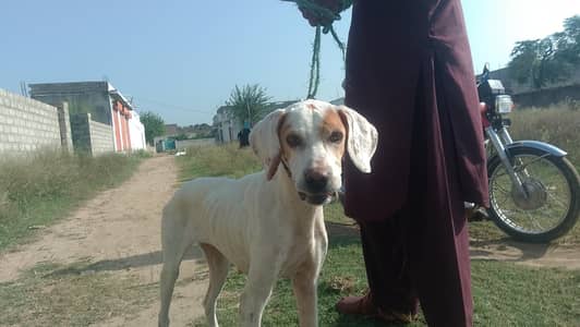 English pointer female for sale