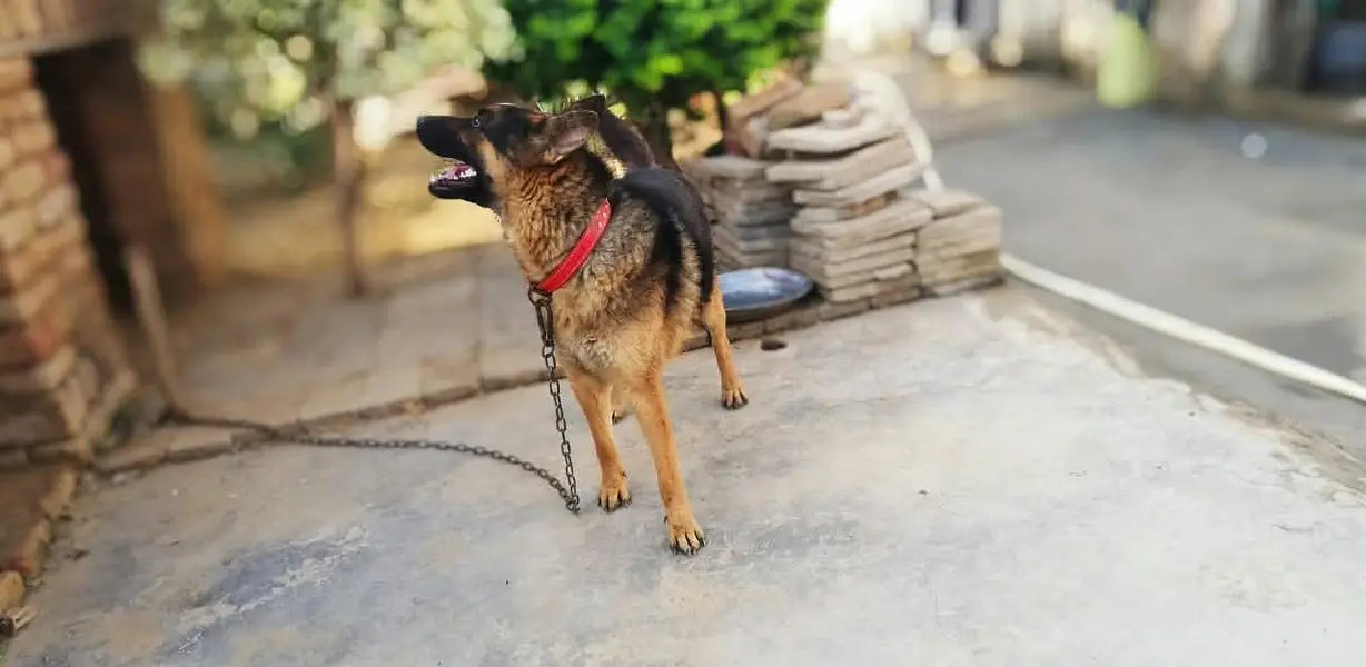 Alsatian dog for sale, healthy and active — photo 2