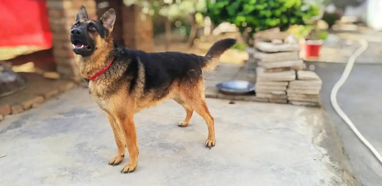 Alsatian dog for sale, healthy and active — photo 3