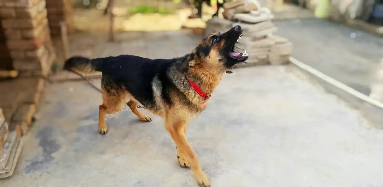 Alsatian dog for sale, healthy and active — photo 4