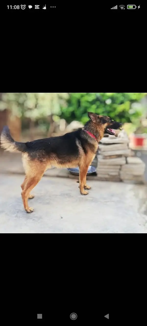 Alsatian dog for sale, healthy and active — photo 5
