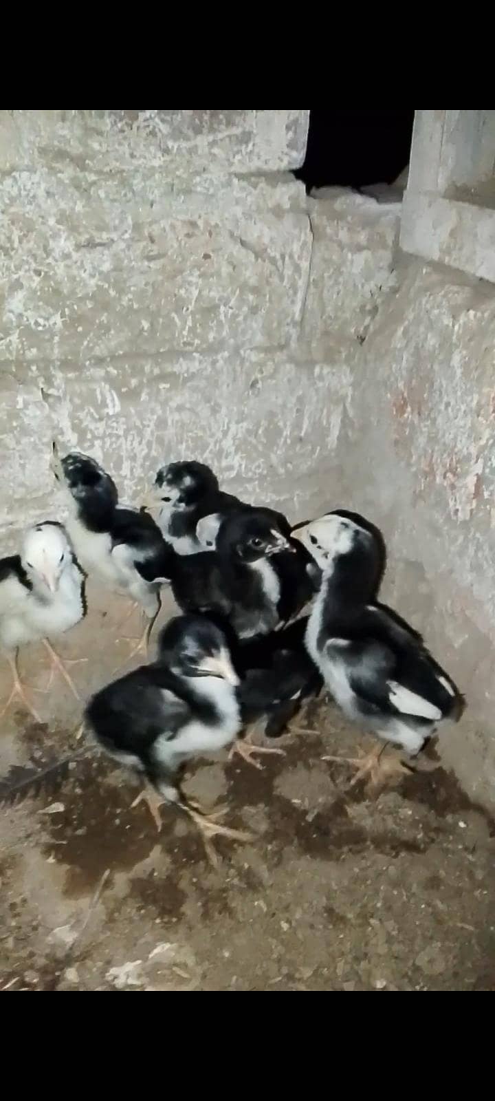 Burmi pakoye 0