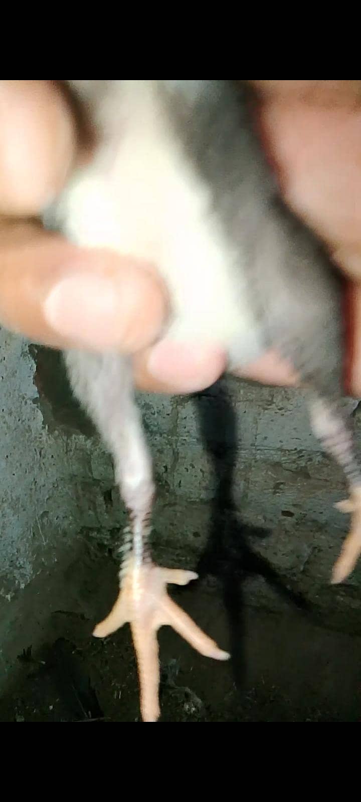 Burmi pakoye 4