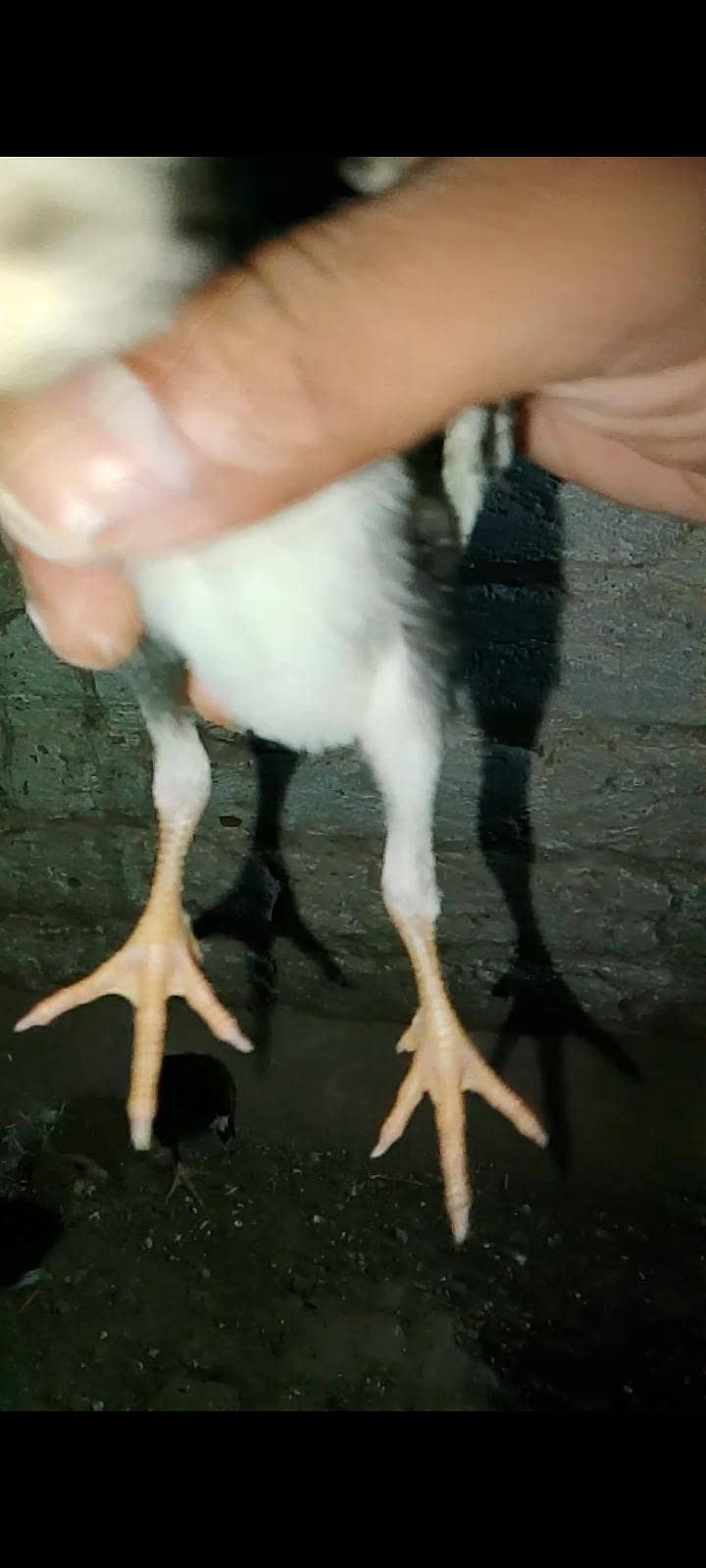 Burmi pakoye 8